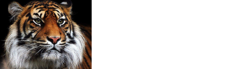 Tiger Painting